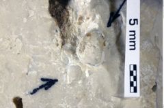 Foto (Detailansicht) von Oxythyreus gibbus (Reuss, 1858) (NHMW-GEO-1990-0041-0266)